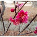 매화민박 이미지