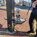 낙원유치원 | 대구 중구 강아지 유치원, 강아지의 개성을 존중하는 공간