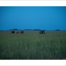 세렝게티 이미지