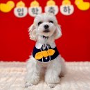 생글댕글강아지유치원