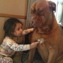 도그라이프 이미지