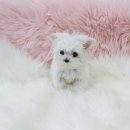 내 품안의 반려견 이미지