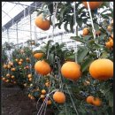 건영농장 이미지