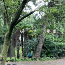 비체올린 이미지