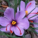 특허로 만나는 우리 약초 | 샤프란(Crocus saffron)