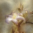 우리flower