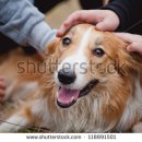 하나애견 이미지