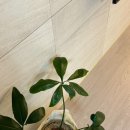 수페서