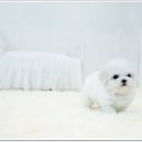 김포드림캣 네이버블로그