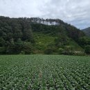 영월창령사지 | <영월> 국내 가볼만한곳 강원도 사찰여행지 전국 유명한절-창령사지