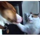 멍멍아 야옹해봐 이미지