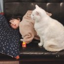 보듬어 줄개 이미지