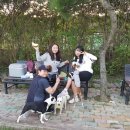 도그랜드 이미지