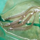 춘향골밥상 | 초딩도 잘먹는 추어탕밀키트 추천 춘향골 전통 수제 미꾸라지탕