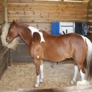 백인목장 2 이미지