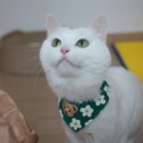 삐삐그루밍 이미지