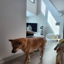 댕댕이 보호구역 | [내돈내산 진주/사천 애견유치원 추천] 댕댕이보호구역