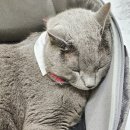 두리그루밍 이미지