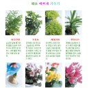 화초 이미지