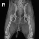 여의도 동물병원 은하점 이미지