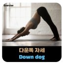 오다요가