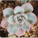 연주펜션 이미지