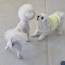 멍삼이네 이미지