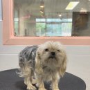 러블리펫샵 이미지