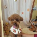 예쁘개 미용 이미지