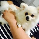 도그컴퍼니 이미지