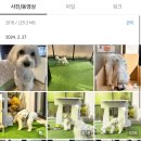 개나리 애견유치원 이미지