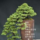 양구 나비야 이미지