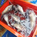 보령아람지역센터 | 수온 9도 드디어 우럭 먹이활동 시작··· 보령 내만권 우럭탐사 출조 후기