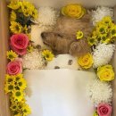 굿바이펫 이미지