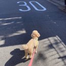 우프루프 이미지