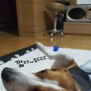 맘마미아 독 이미지