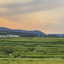 청보농장 이미지