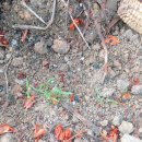 윤영백농장 | [9월 마지막주] 퍼머컬쳐 화요팀, 고구마캐기 &amp; 고구마순다듬기