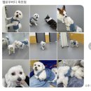 현암로 | 죽전애견유치원 셔틀서비스가 가능한 헬로우버디 용인죽전점 성향평가 및 체험등원 후기
