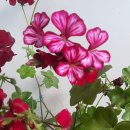 해피맥스 이미지