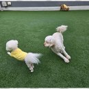 놀러왔댕 이미지