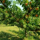 이영신 농장 이미지