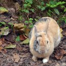 포니랜드 이미지