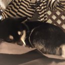 댕편한세상 이미지