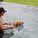 도그마실 이미지