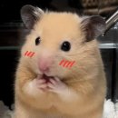 스테이다랑쉬502 이미지