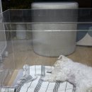 홍익메디칼동물병원 | 기관지협착 강아지 산소방 CU메디칼 1개월 사용후기