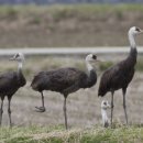 금호강4 이미지