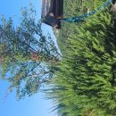 로즈마리 이미지