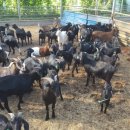 홍우농장 이미지